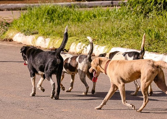 Vereadores Mirins querem informações sobre animais abandonados