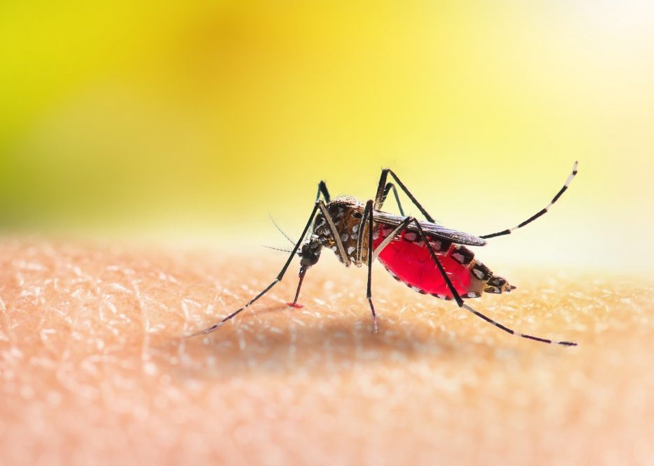 Mirim quer explicações sobre situação da dengue no município