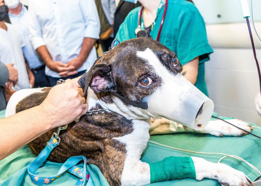 Mirim pede hospital público veterinário em Jaraguá do Sul
